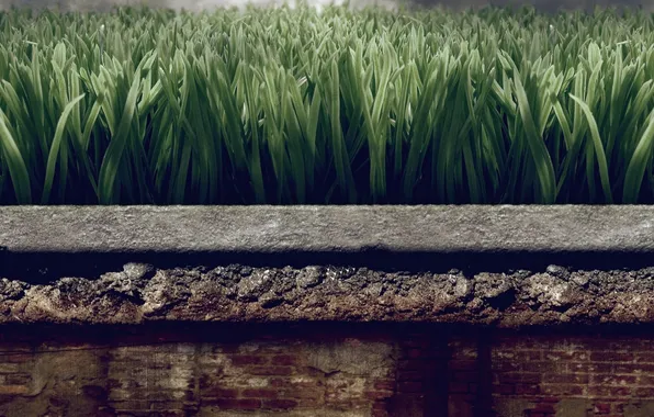 Трава, камень, растение, клумба