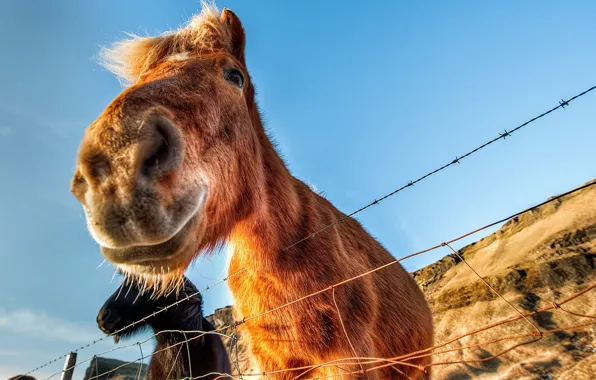 Небо, забор, Icelandic Horse
