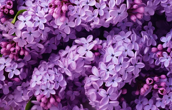 Макро, цветы, природа, весна, цветение, сирень, соцветия, цветущая