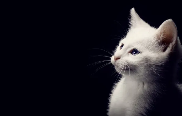Кошка, белый, взгляд, свет, поза, котенок, портрет, тени