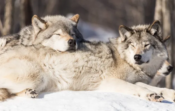 Картинка nature, predator, animal, wolf, wildlife, portrait, portrait., Canis lupus. face