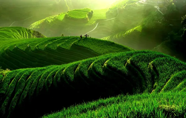 Картинка зелень, лето, пейзаж, природа, азия, рисовые поля