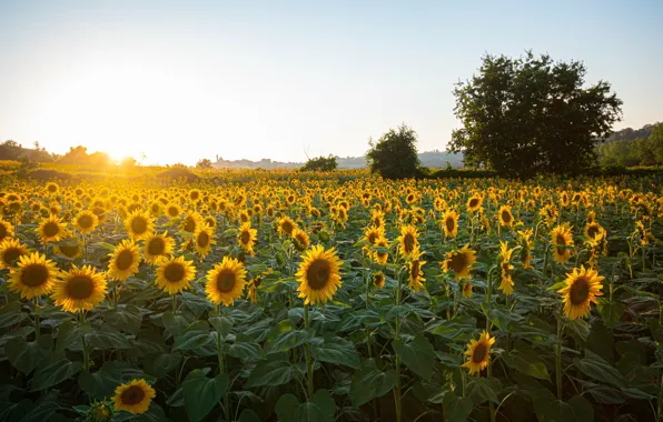 Flower, landscape, yellow, sunflower, #beauty