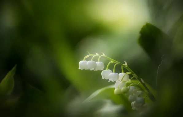 Листья, цветы, весна, белые, ландыши, блюр, боке, ландыш