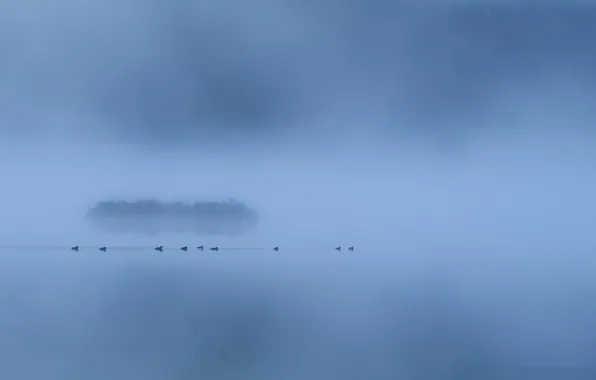 Картинка туман, озеро, утки