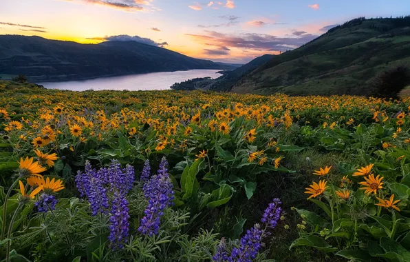 Цветы, горы, река, рассвет, утро, луг, Орегон, Oregon