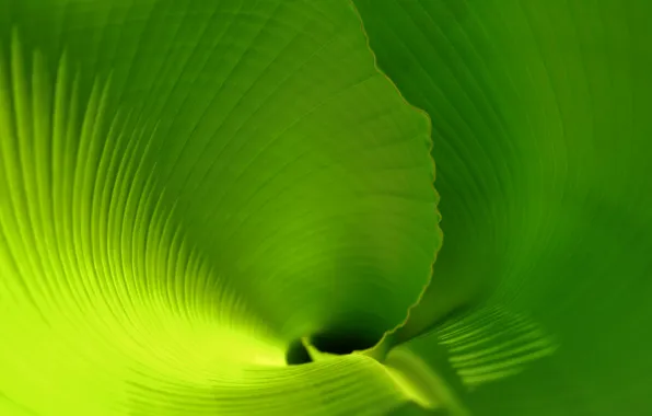 Лист, тропики, leaf, зеленый лист, banana leaf, лист банана, пальмовый лист, скрученный лист
