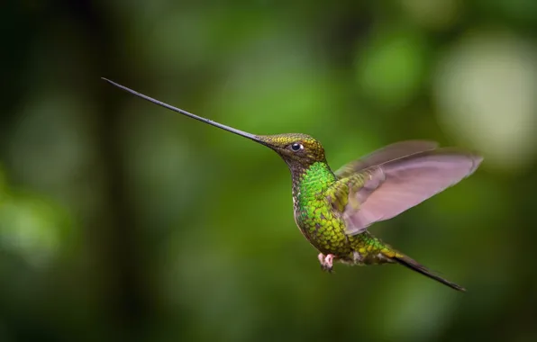 Полет, клюв, колибри, flight, hummingbird, beak, Petr Simon