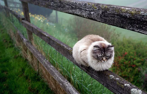 Кошка, кот, природа, туман, забор, сад, ограждение, лежит