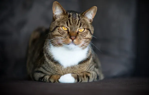 Кошка, кот, взгляд, полосатый кот