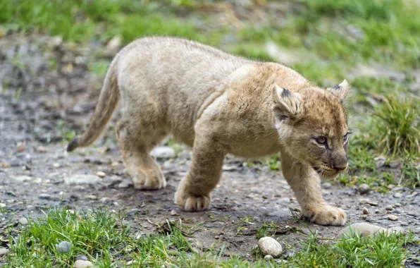 Кошка, трава, детёныш, котёнок, львёнок, ©Tambako The Jaguar