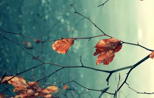 Осень, листья, макро, ветки, природа