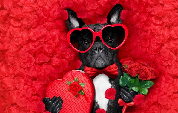 Собака, лепестки, love, rose, dog, romantic, hearts, funny