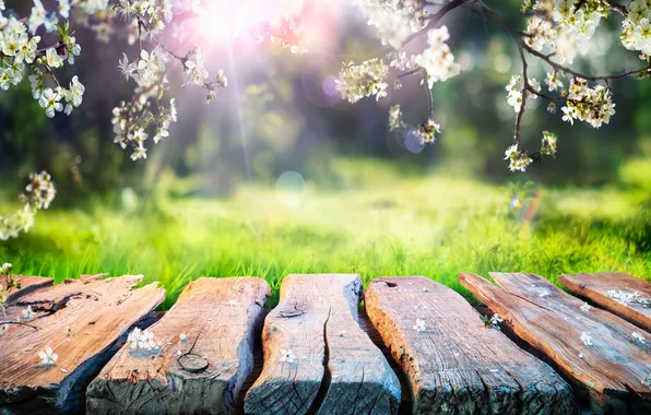 Цветы, весна, sunshine, цветение, blossom, flowers, wooden, spring