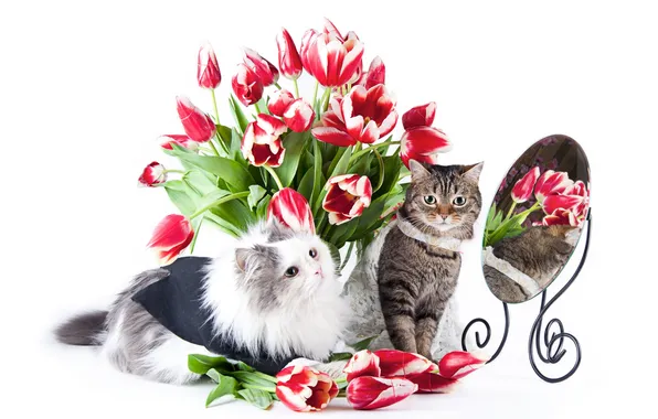 Картинка кошка, кот, цветы, зеркало, тюльпаны