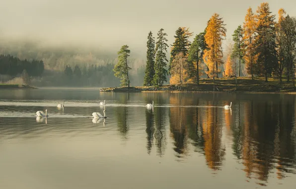 Картинка деревья, туман, озеро, отражение, зеркало, лебеди, дождливая, берег озера