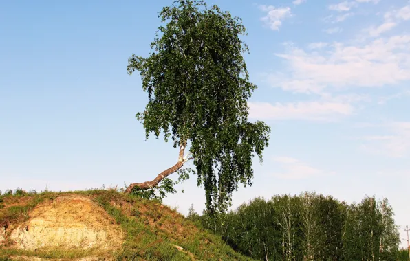 Зелень, небо, трава, Логинов, Береза