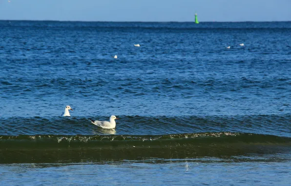 Sea, bird, seagull