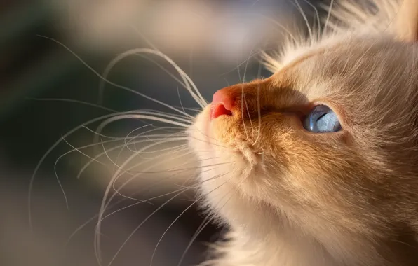 Кошка, белый, взгляд, свет, крупный план, котенок, фон, портрет
