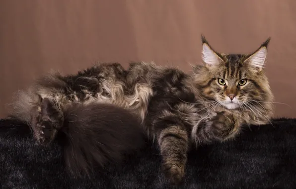 Кошка, кот, взгляд, поза, темный фон, серый, мордочка, хвост