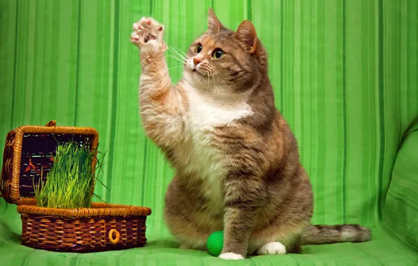 Кошка, трава, кот, взгляд, поза, игра, шарик, когти