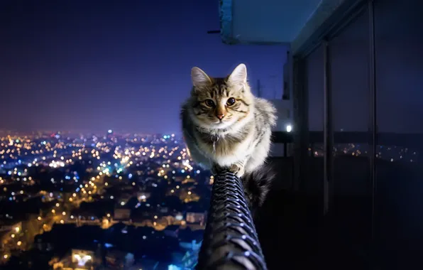 Картинка кот, город, огни, перила, балкон, антиАкрофобия