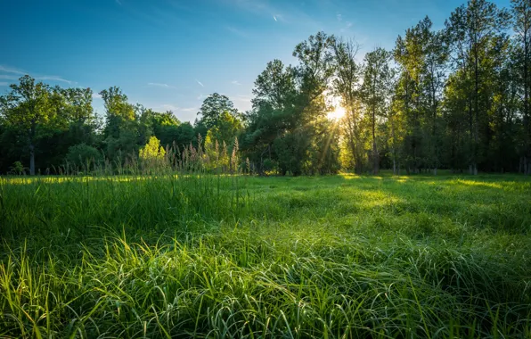 Картинка лес, трава, восход, утро, луг