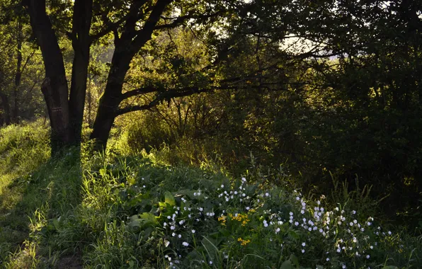 Зелень, лес, трава, green, весна, утро, grass, forest