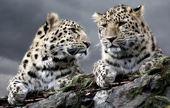 Картинка snow, cats, wildlife, snowleopards