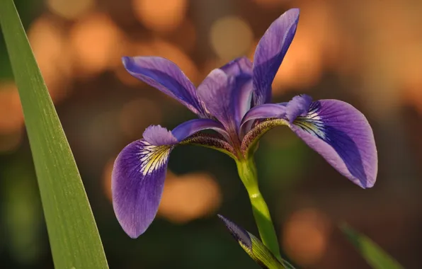 Картинка цветок, flower, macro, ирис, iris