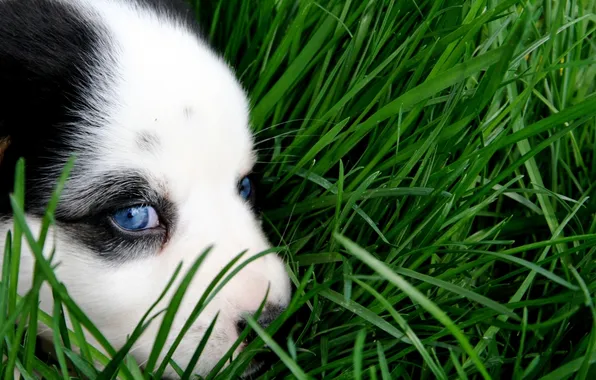 Green, grass, puppy, eyes, dog, animal, sweet, cute