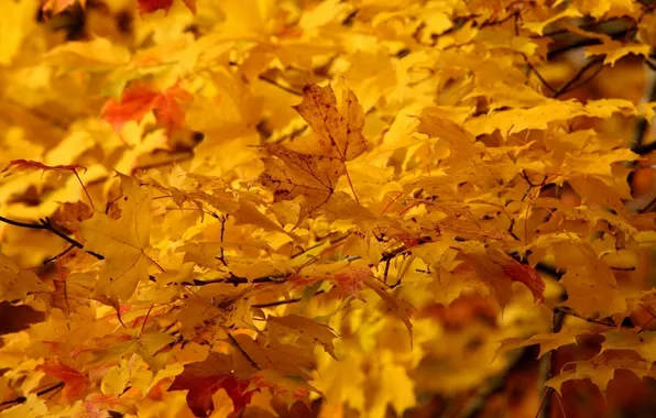 Листья, природа, клён, жёлтые, деревья. осень