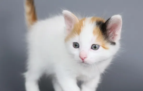 Кошка, взгляд, поза, котенок, малыш, серый фон, мордашка, хвостик