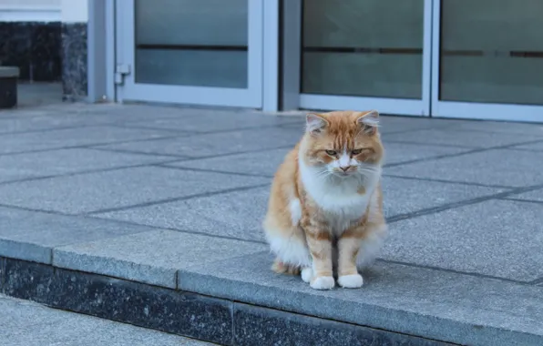 Кот, рыжий, красавчик