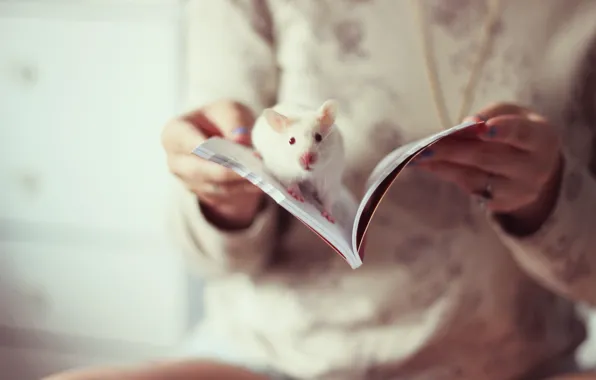 Настроение, книга, крыса