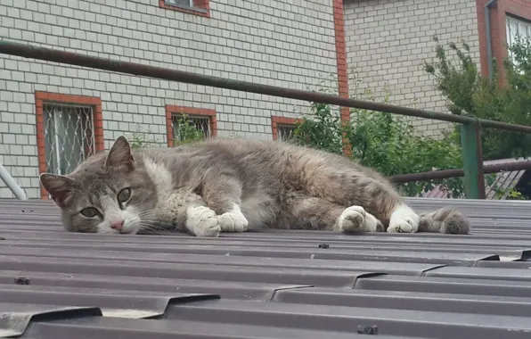 Смотрит, ледит, кшка