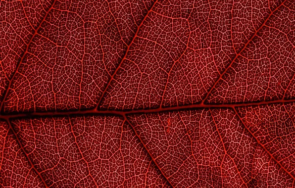 Red, macro, leaf