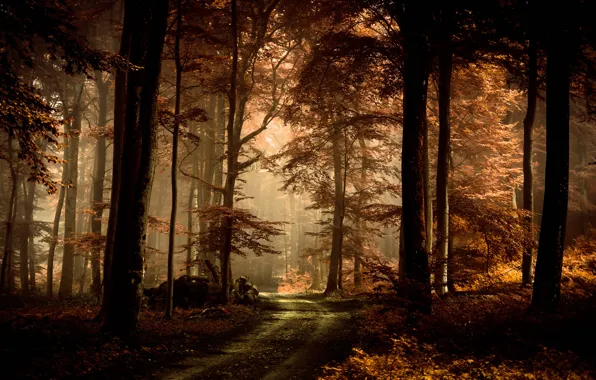 Дорога, осень, лес, листья, свет, деревья, ветки, туман