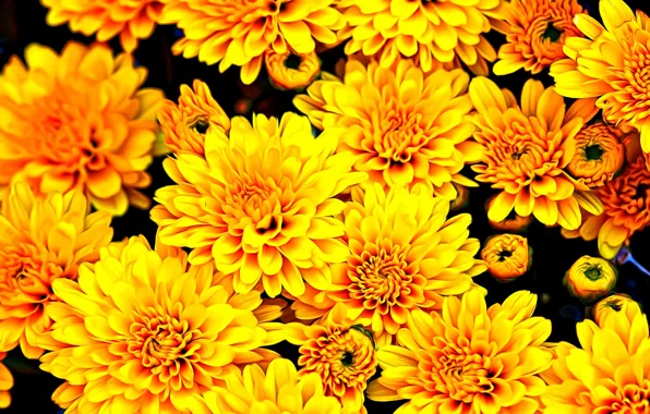 Картинка цветы, рендеринг, обои, краски, желтые, лепестки, бутоны, хризантемы