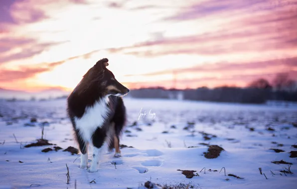 Картинка зима, закат, собака