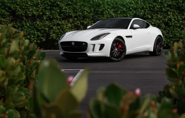 Картинка Jaguar, White, F-Type