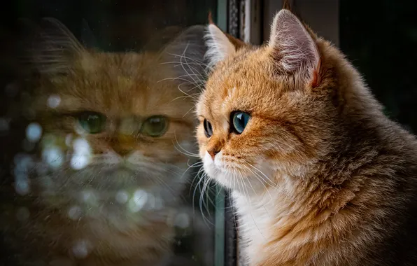 Кошка, кот, взгляд, стекло, поза, отражение, темный фон, портрет