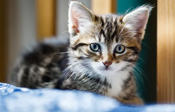 Портрет, малыш, котёнок