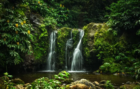 Картинка зелень, лес, деревья, парк, ручей, камни, водопад, мох