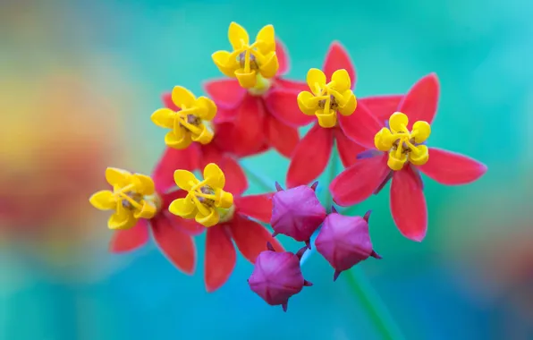 Цветы, лепестки, экзотика