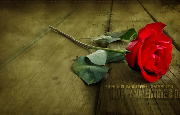 Картинка red, love, rose, flower, flowers, Valentine's Day