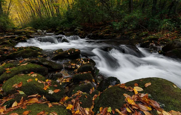 Осень, лес, камни, скалы, берег, листва, водопад, поток