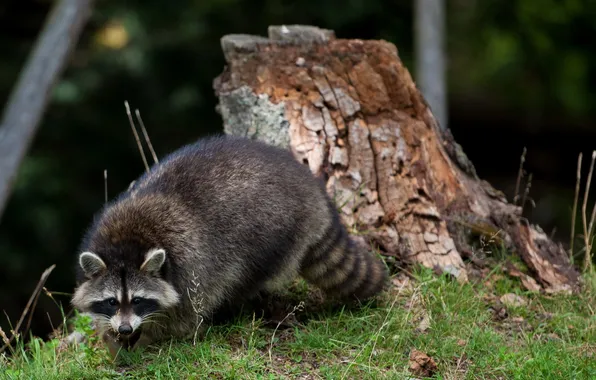 Лето, природа, Raccoon
