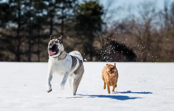 Снег, бег, Собаки, snow, dogs, running