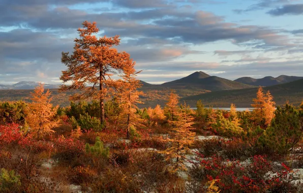 Картинка осень, деревья, пейзаж, горы, природа, рассвет, утро, кустарники